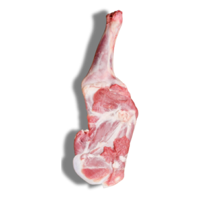 Sheep Shoulder